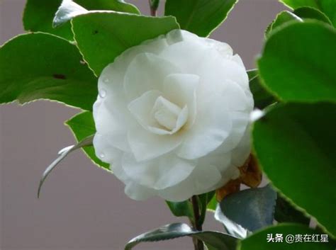 山茶花種植